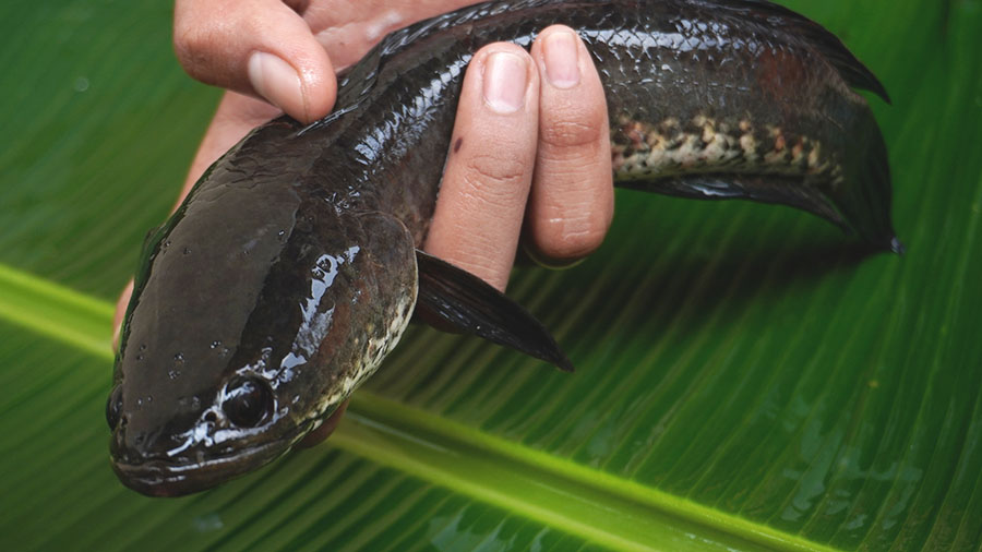 Foto: Gabus, Ikan Favorit di Sungai Musi