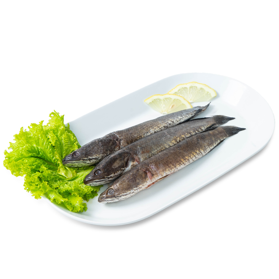 Ikan Gabus Air Tawar 500-600gram | ASTRO