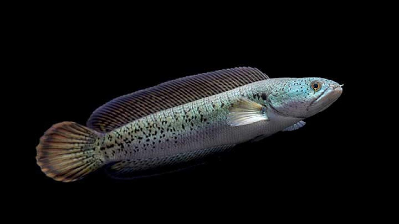 Pilih-Pilih Jenis Ikan Hias Predator yang “Aman” Dipelihara - Channa