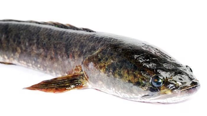 Perlu Diketahui, Ini Sederet Khasiat Ikan Gabus bagi Kesehat