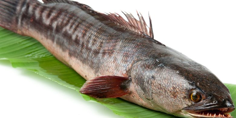 Perbedaan Ukuran Induk pada Ikan Gabus, Apakah Mempengaruhi Jumlah Telur? -  Universitas Airlangga Official Website