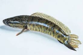 5 Ciri-Ciri Ikan Gabus untuk Memudahkan Budidaya | kumparan.com