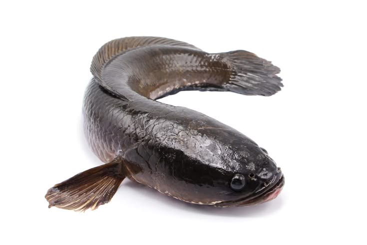 This may contain: a fish that is laying down on the ground with it's tail curled up