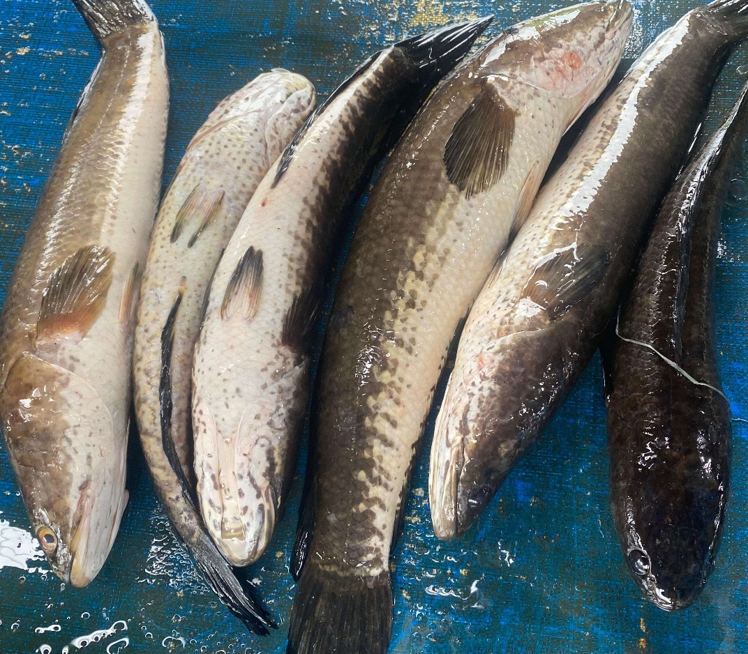 Ikan Gabus Bermanfaat Menyembuhkan Luka dan Perkembangan Otak - RRI.co.id
