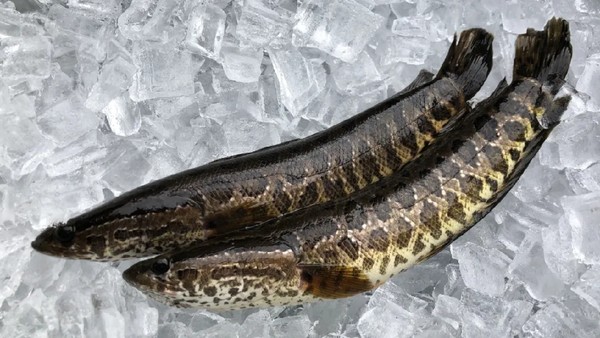 Warga Amerika Diperintahkan Membunuh Ikan Gabus, Ini Alasannya