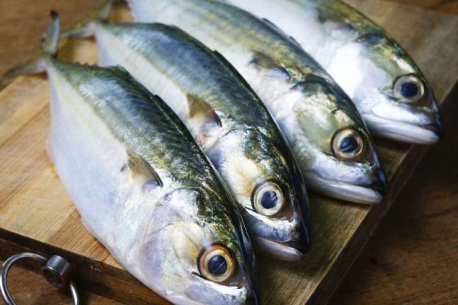 Harga Lebih Murah, Kandungan Gizi Ikan Kembung Lebih Banyak Daripada Ikan Salmon - Radar Jember