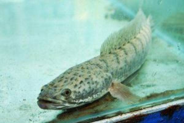Mengenal Kebiasaan Makan dan Habitat Ikan Gabus | Dinas Pertanian, Ketahanan Pangan Dan Perikanan